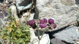 Image of Cobweb Slipper-wort