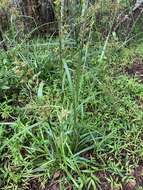 Image of Carex spicatopaniculata Boeckeler ex C. B. Clarke