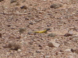 Image of Moroccan Spiny-tailed Lizard