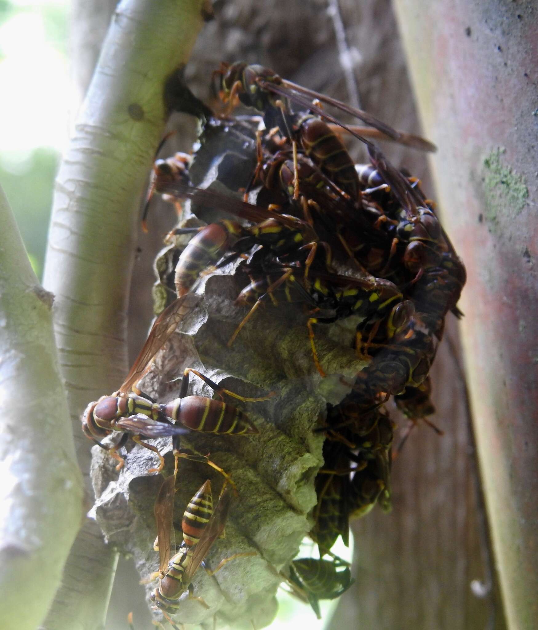 Image of Polistes bahamensis Bequard & Salt 1931