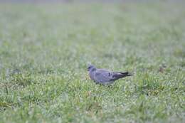 Image of Stock Dove