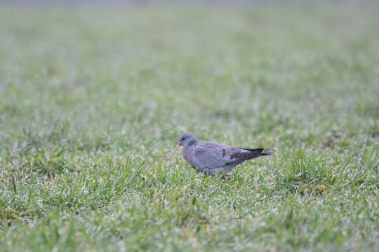 Image of Stock Dove