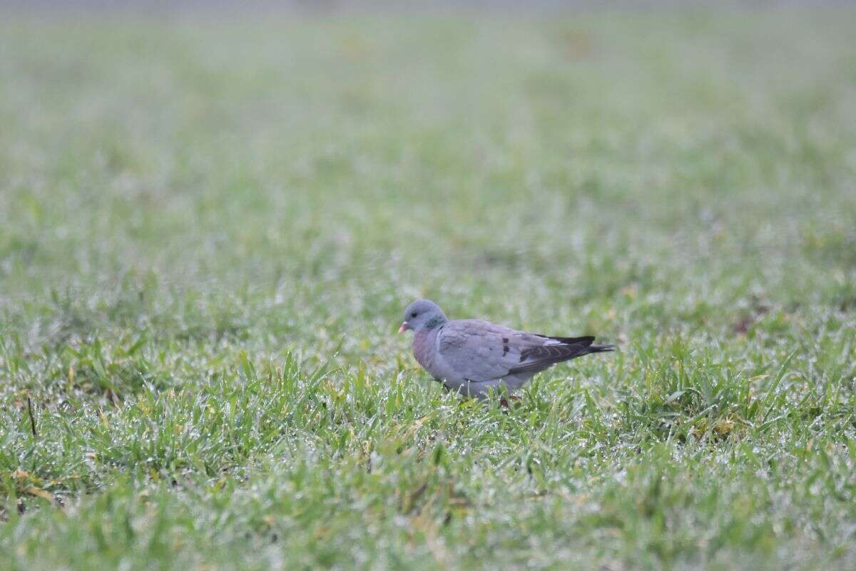 Image of Stock Dove