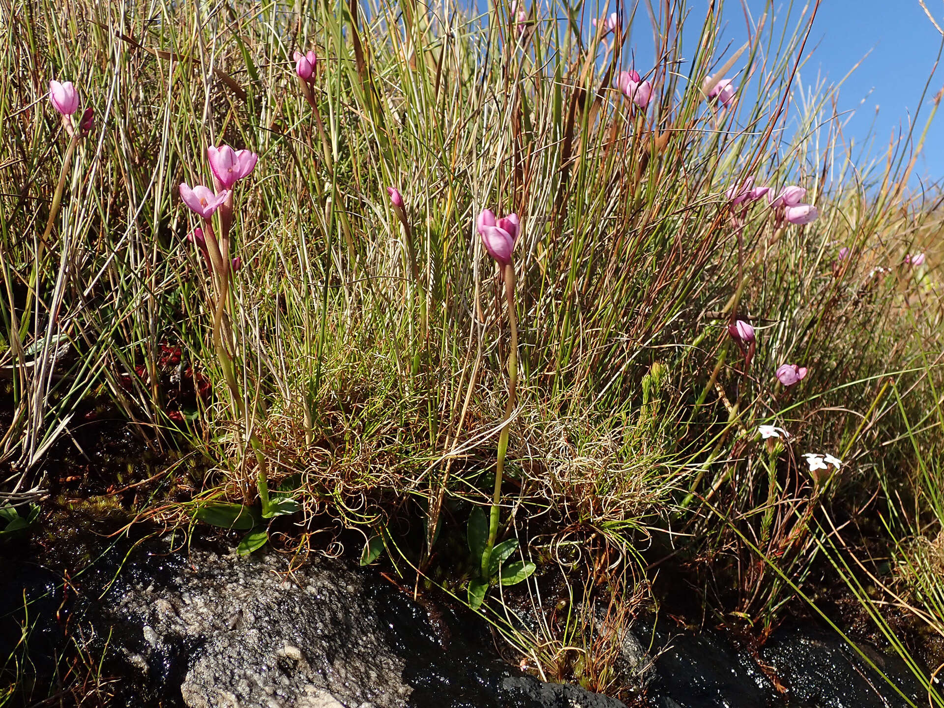 Image of Disa pillansii L. Bolus