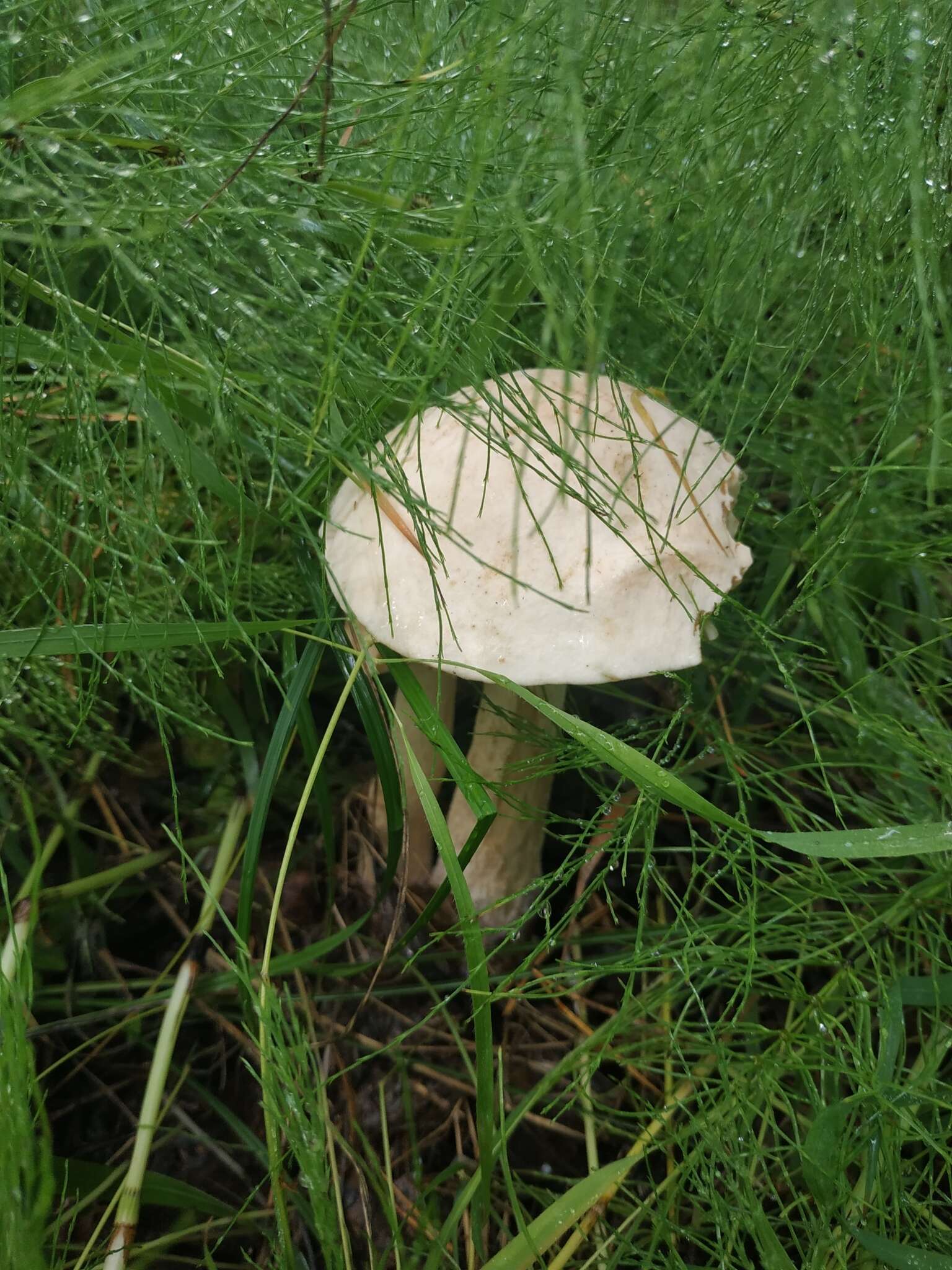 Image of Leccinum holopus (Rostk.) Watling 1960