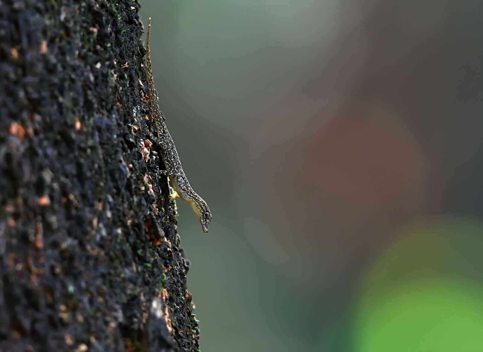 Слика од Cnemaspis littoralis (Jerdon 1854)