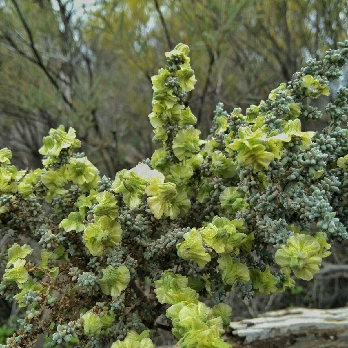 Maireana pyramidata (Benth.) P. G. Wilson resmi