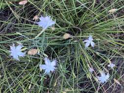 Image of Dianthus mooiensis F. N. Williams