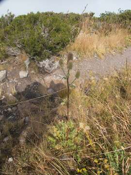 Image of Eryngium duriaei Gay ex Boiss.