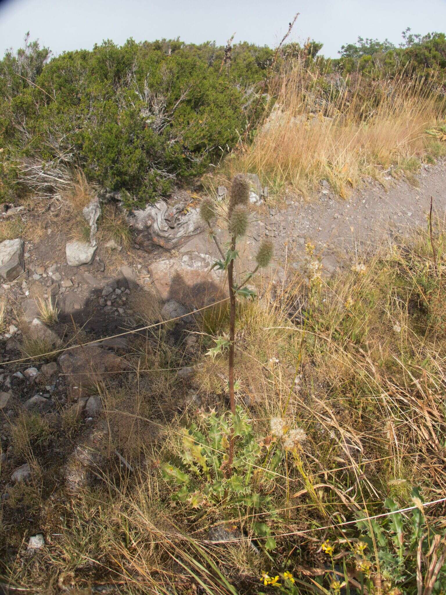 صورة Eryngium duriaei Gay ex Boiss.