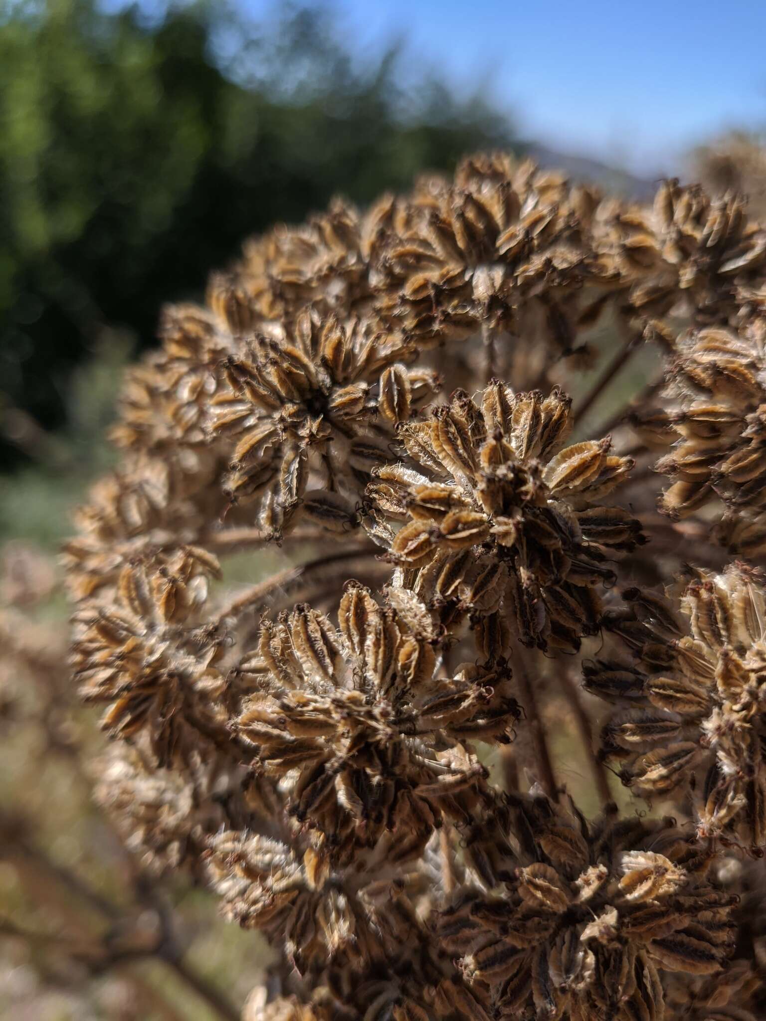 Image of Silphiodaucus hispidus