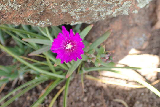 Image of Delosperma lavisiae L. Bol.