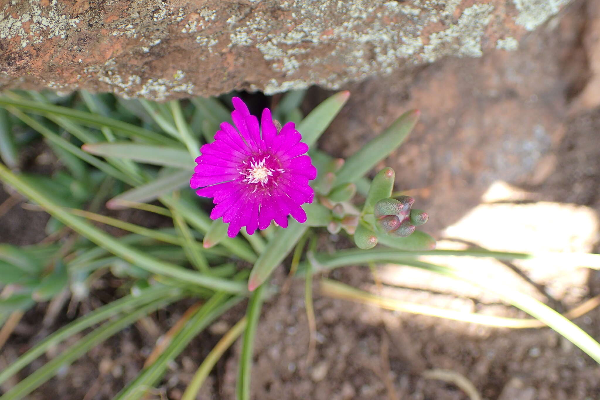 Imagem de Delosperma lavisiae L. Bol.