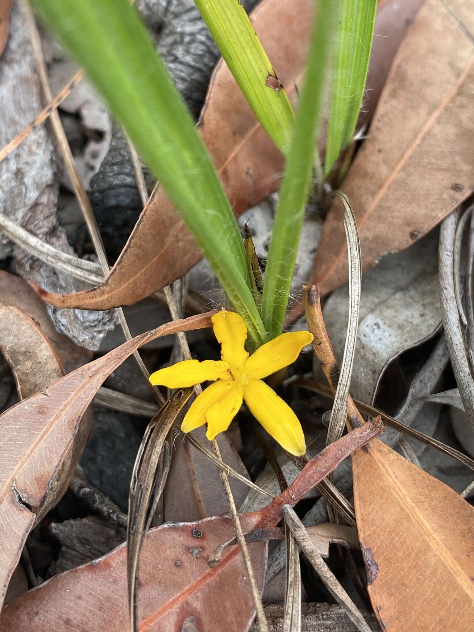 Image of Curculigo ensifolia R. Br.