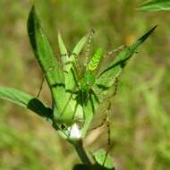 Imagem de Peucetia