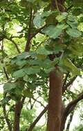 Image of Bauhinia foveolata Dalzell