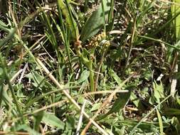 Image of trianglelobe moonwort