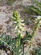 Image of Pomona milkvetch