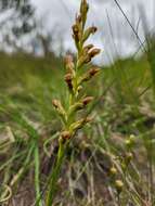 Image of Disa brevicornis (Lindl.) Bolus