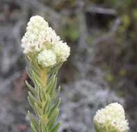 Phylica strigosa Berg. resmi