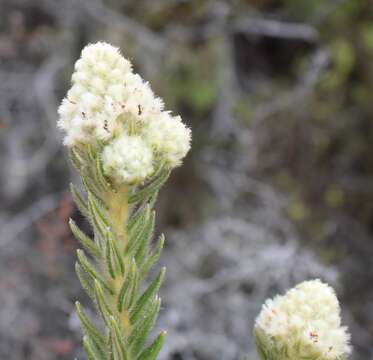 Imagem de Phylica strigosa Berg.