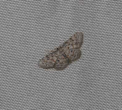 Image of Idaea ferrilinea Warren 1900