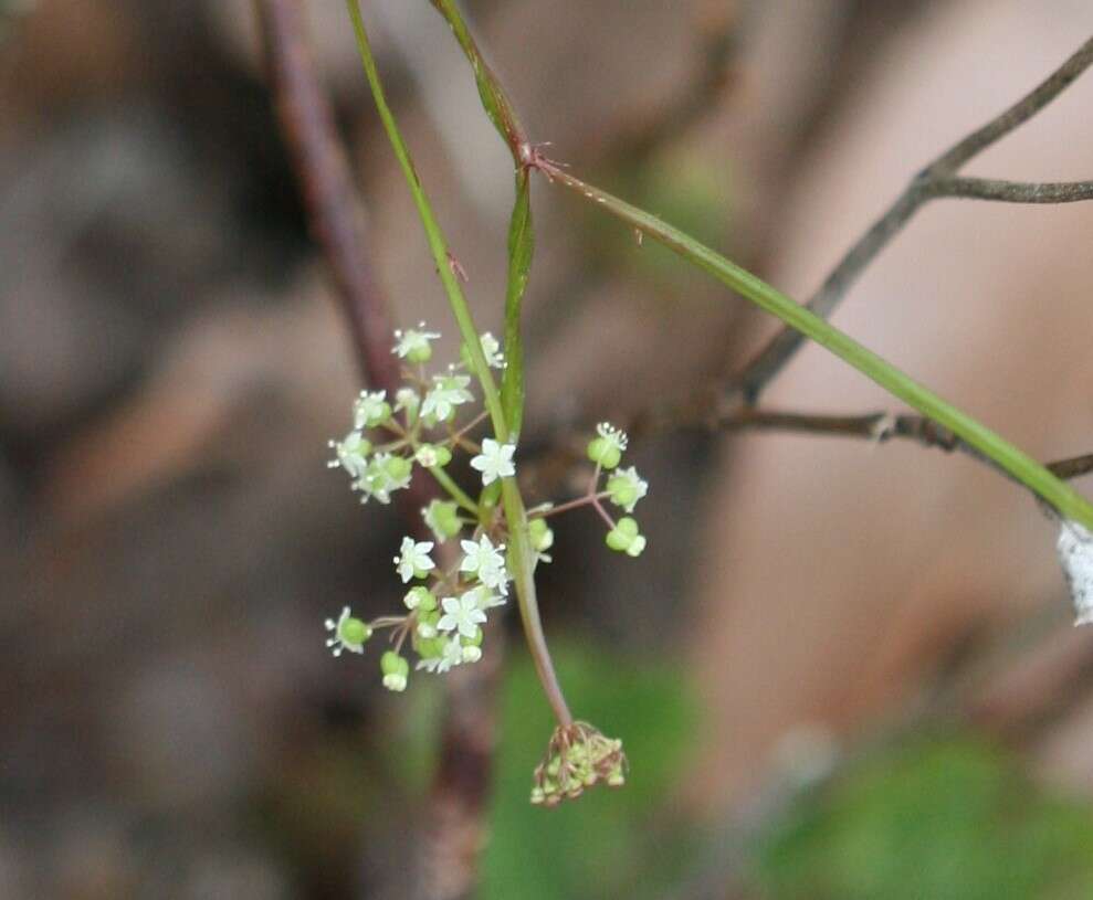 Image of Platysace filiformis (Bunge) C. Norman