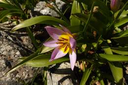 Image of Tulipa saxatilis Sieber ex Spreng.