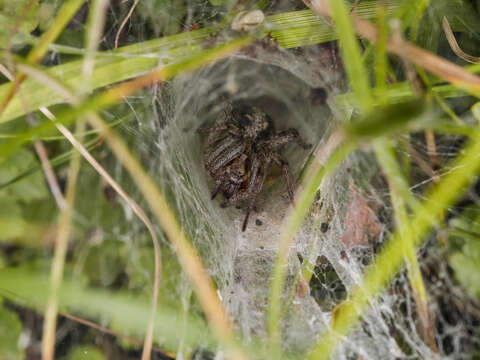 Agelena labyrinthica (Clerck 1757) resmi