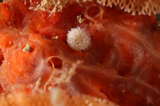 Image of carnation coral