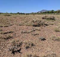 Image of thistle cholla