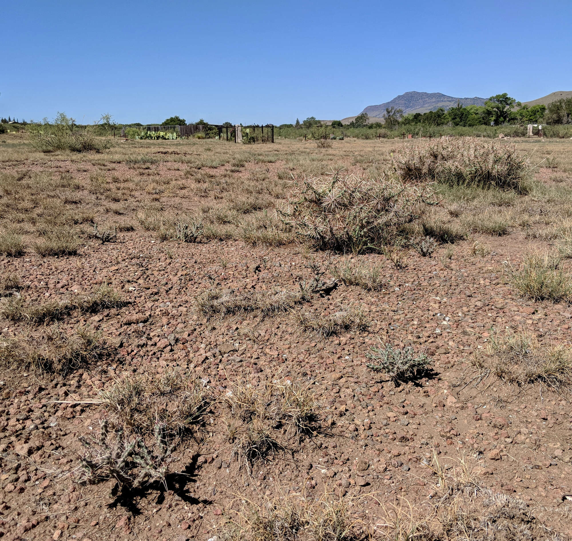 Image of thistle cholla