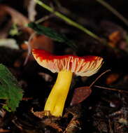 Слика од Hygrocybe xanthopoda A. M. Young 2000