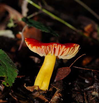 Image of Hygrocybe xanthopoda A. M. Young 2000