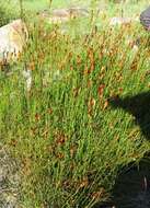 Image of Willdenowia glomerata (Thunb.) H. P. Linder