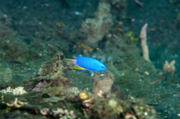 Image of Blue damsel