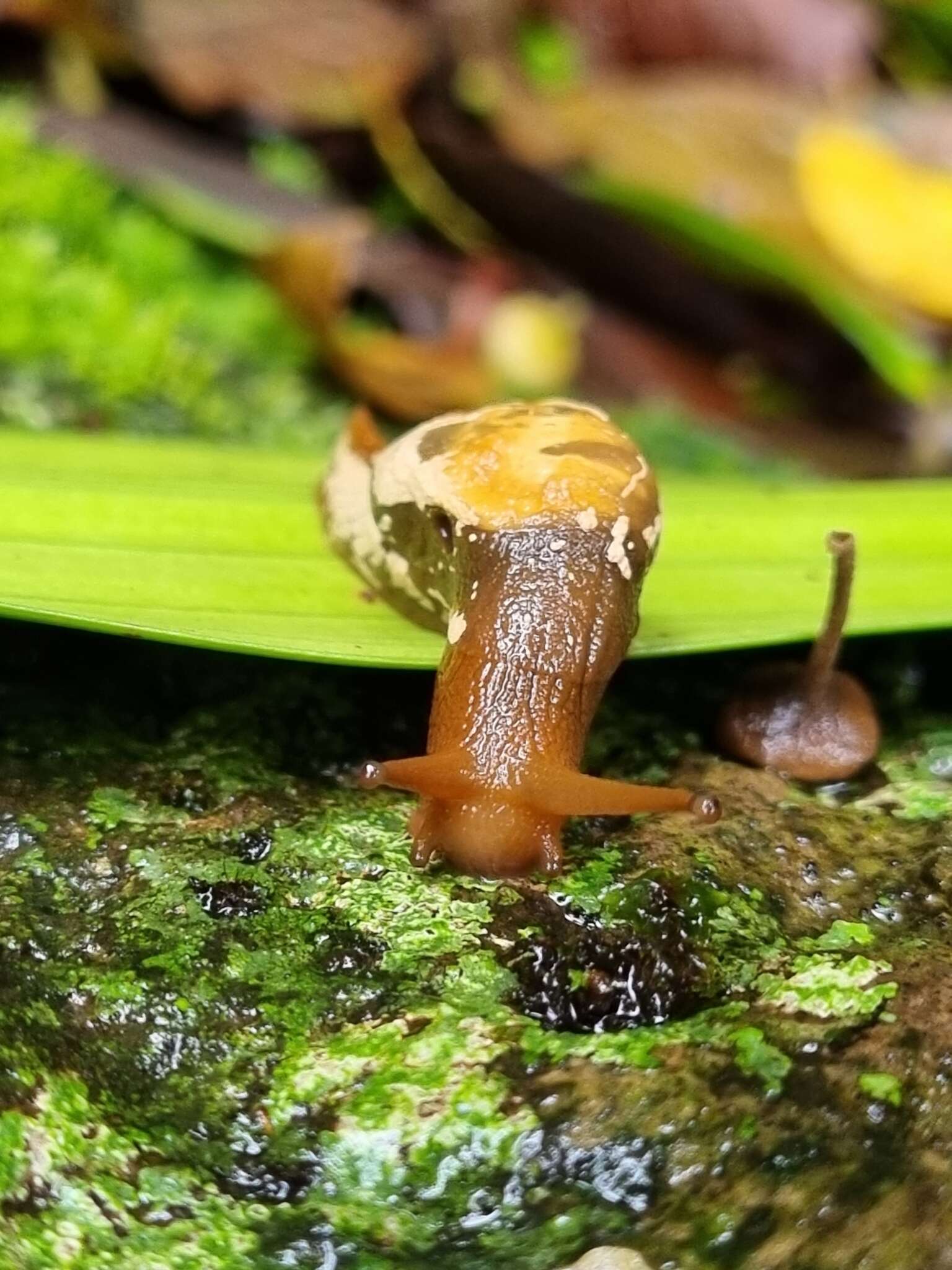 Image of Cucullarion albimaculosus Stanisic 2010