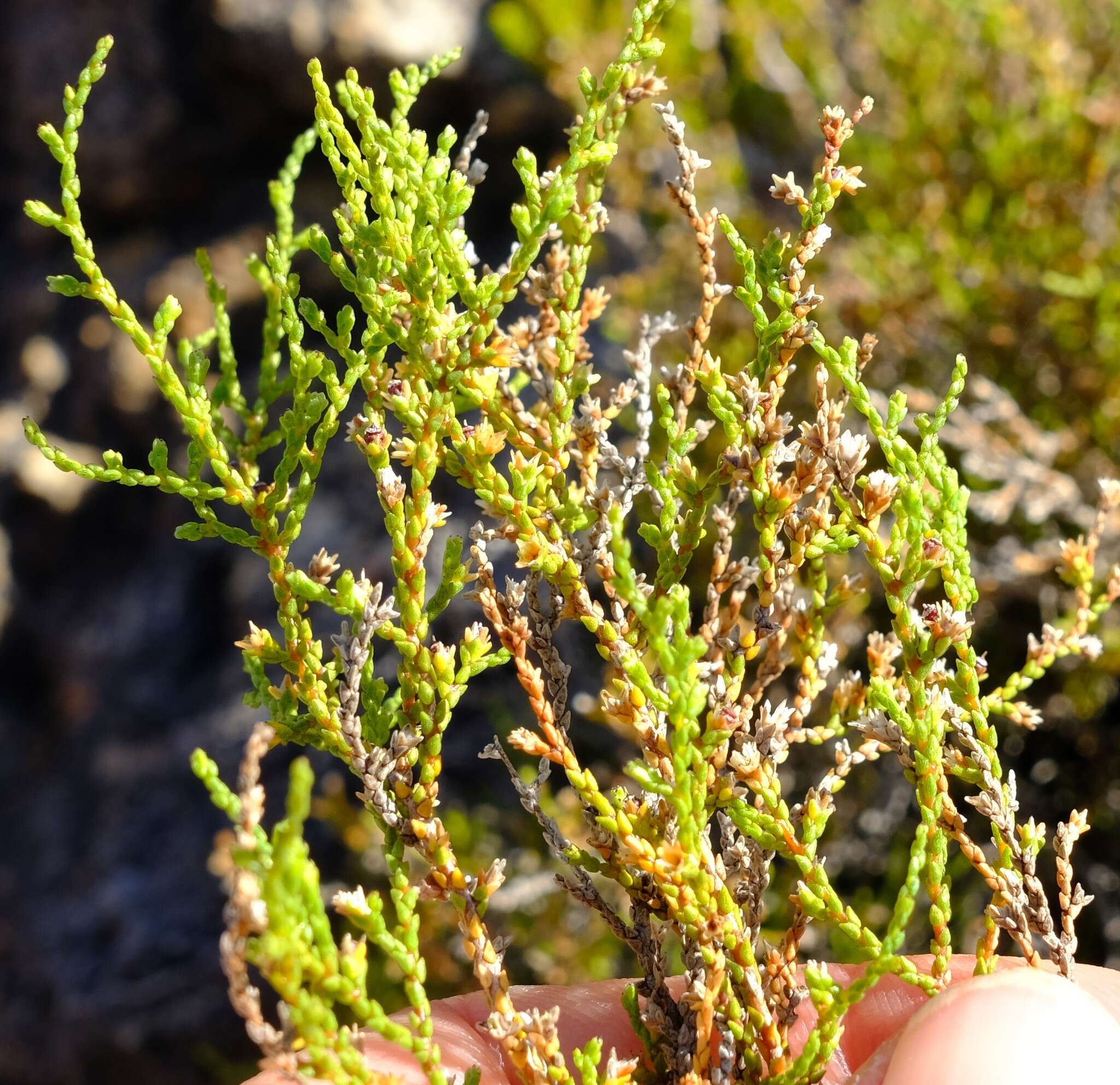 Thamnea thesioides Dümmer resmi