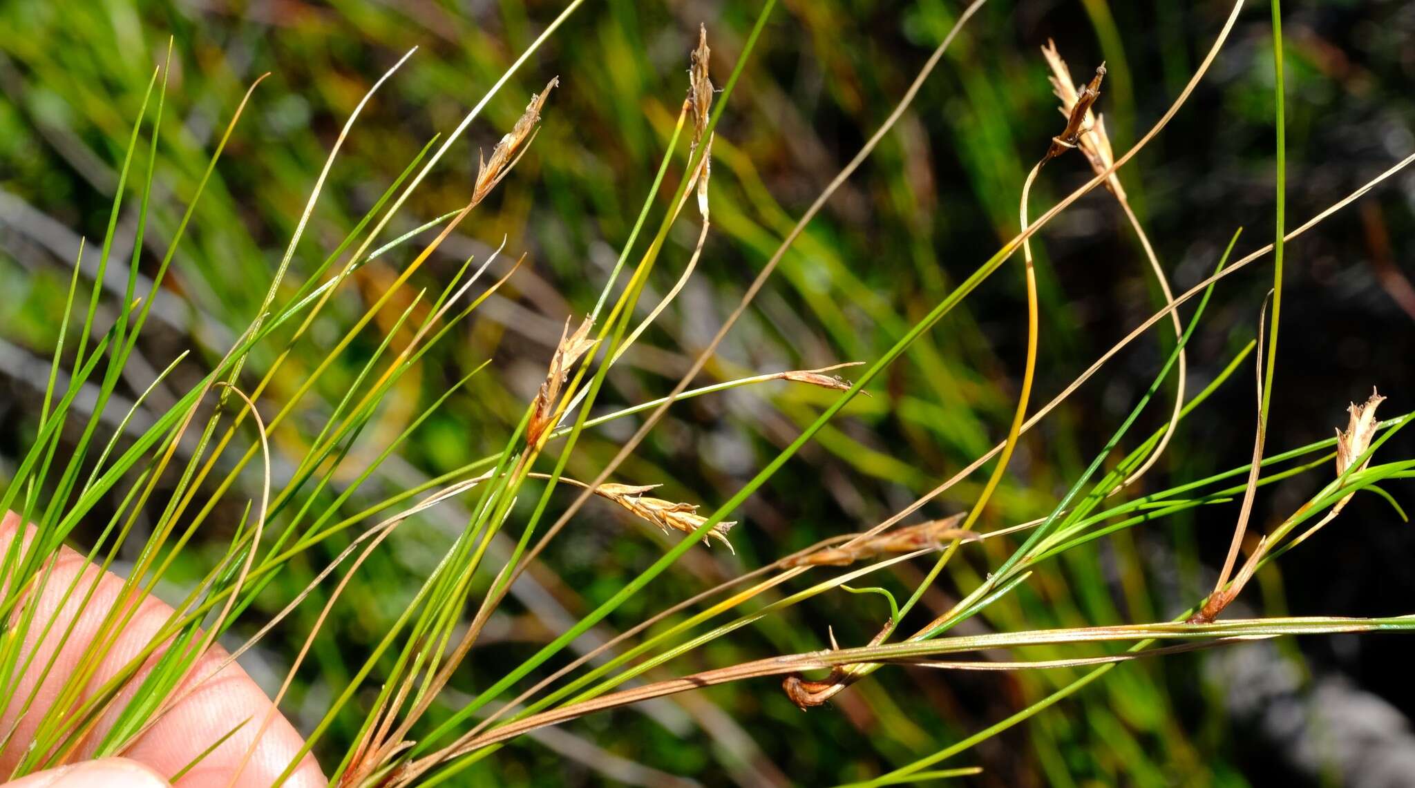 Image of Ficinia capillifolia (Schrad.) C. B. Clarke