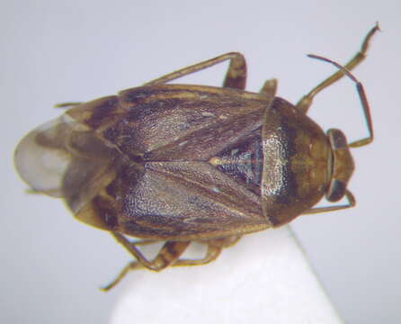 Image of Agnocoris