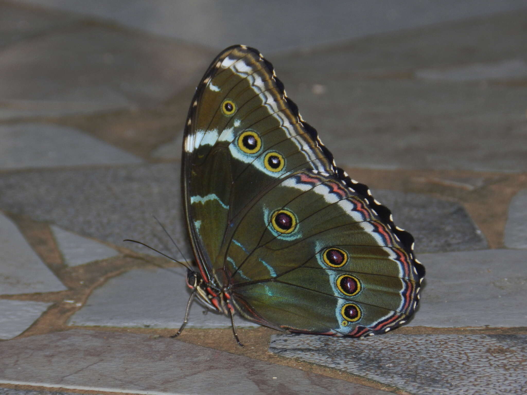 Morpho helenor achillides的圖片