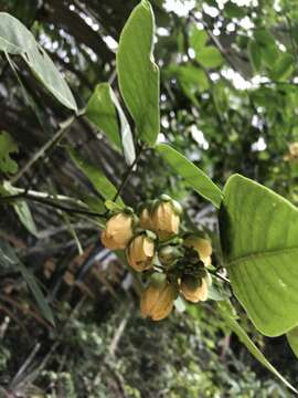 Image of Senna affinis (Benth.) H. S. Irwin & Barneby