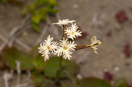 Plancia ëd Schizopetalon maritimum Barnéoud