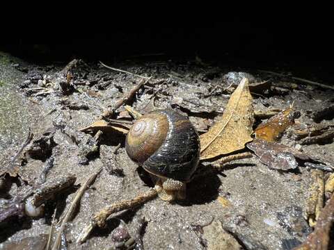 Image of Sauroconcha gulosa (A. Gould 1846)