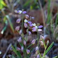 Image of New Mexico milkwort