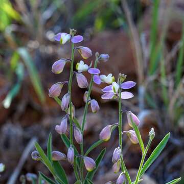 Image of New Mexico milkwort