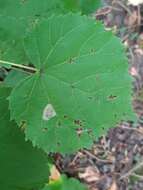 Phyllonorycter issikii (Kumata 1963) resmi