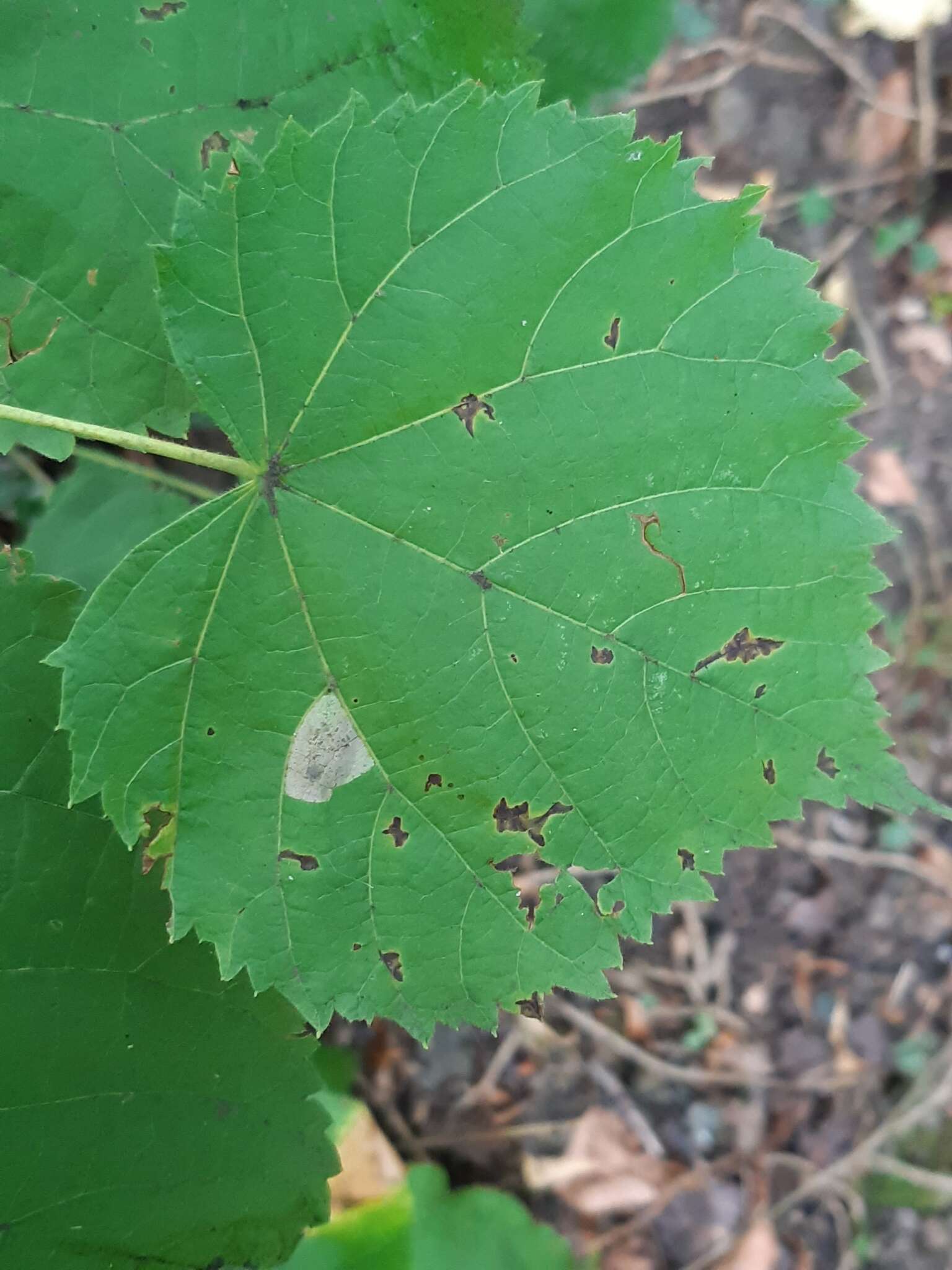 Phyllonorycter issikii (Kumata 1963) resmi