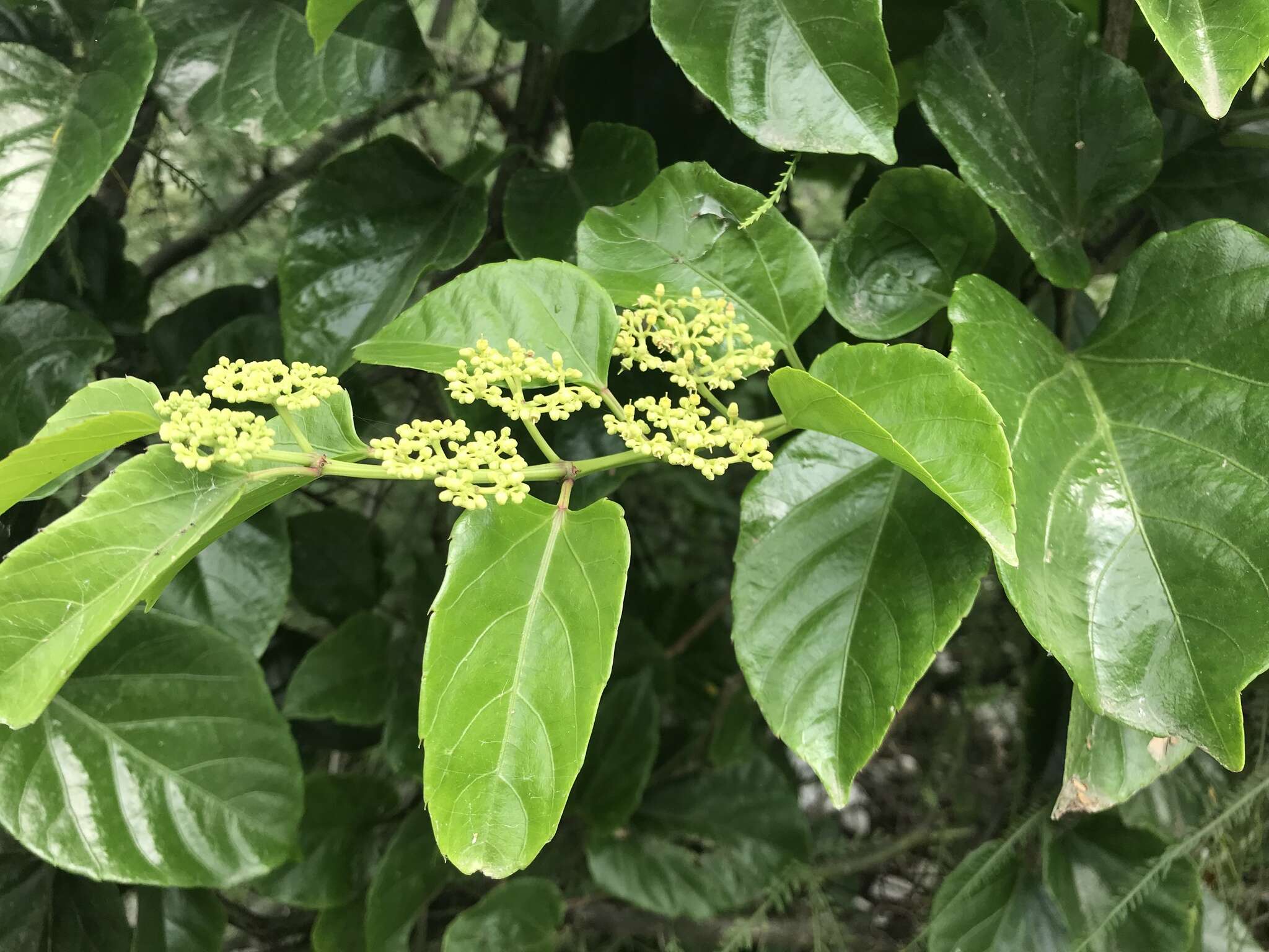 Cissus verticillata (L.) Nicolson & C. E. Jarvis resmi