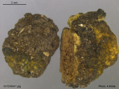Image of <i>Chamonixia caespitosa</i> Rolland 1899